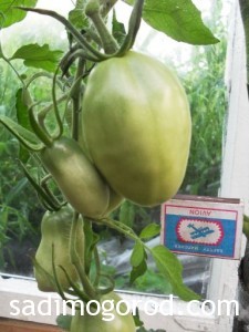 сорта помидоров Де-барао гигант куст