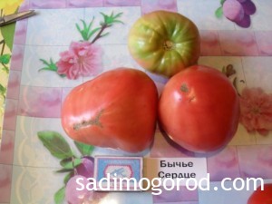 сорта помидоров Бычье сердце плоды
