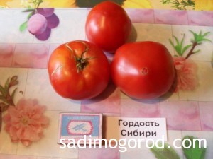 сорта помидоров Гордость Сибири плоды