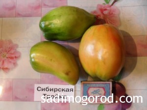сорта помидоров Сибирская тройка плоды
