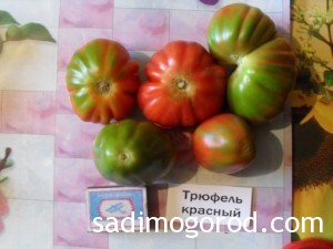 сорта помидоров Трюфель красный плоды