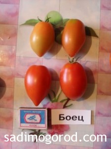 сорта помидоров Боец плоды