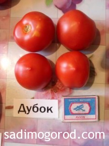 сорта помидоров Дубок плоды