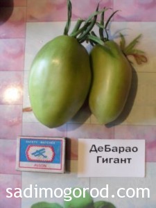 сорта помидоров Де-барао гигант плоды