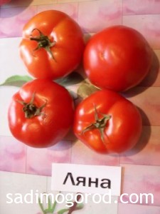 сорта помидоров Ляна плоды