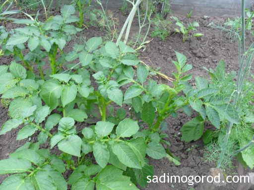 выращивание картофеля из семян 7