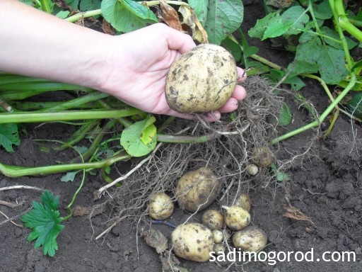 выращивание картофеля из семян 9
