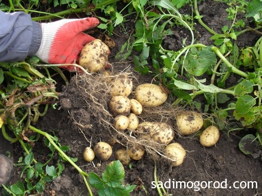 Выращивание картофеля из семян 10