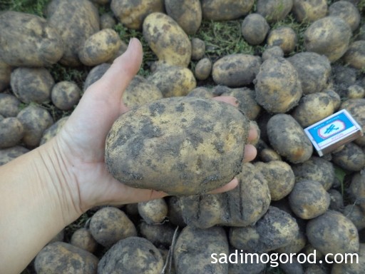 посадка картофеля семенами 7