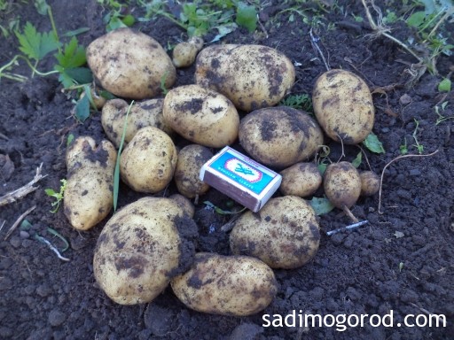 посадка картофеля семенами 10