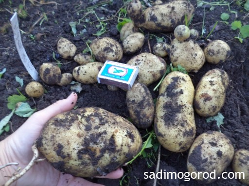 Посадка картофеля семенами 11