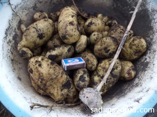 посадка картофеля семенами 12