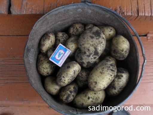 посадка картофеля семенами 8