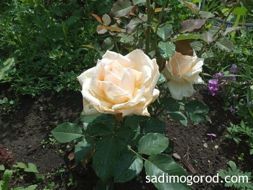 Сорта роз с фото: роза "Бриллиантовая свадьба"